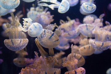 many beautiful jellyfish swim in aquarium water