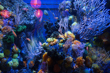beautiful colored coral reefs and fish in the aquarium