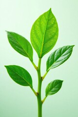 Fototapeta premium Closeup of Phyllanthus urinaria leaves and stems, herb leaf, nature, closeup
