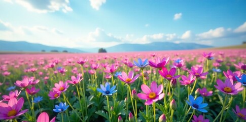 A field of wild pink and blue flowers stretching out to the horizon, blue, pink