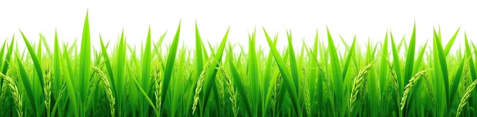 Naklejka premium Freshly harvested rice plant with green stalks and leaves isolated on white background, rice, farm, crop