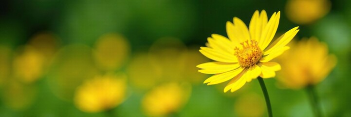 Bright yellow asoka flowers blooming in a garden, garden, yellow, flowers
