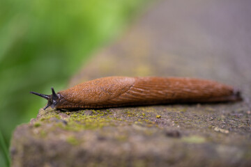 close-up of a Spanish snail (Arion vulgaris) outdoors