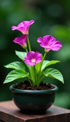 Clitoria ternatea plants in a container with soil, botanical, clitoria
