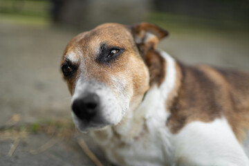 a sad dog is lying down outdoors