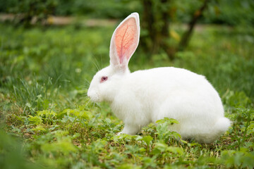 a beautiful white domestic rabbit is grazing and walking outdoors