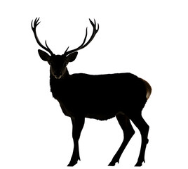 Fototapeta premium majestic deer silhouette standing isolated png transparent background