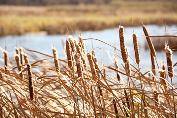 Cattails in the wind