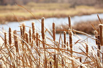 Cattails in the wind
