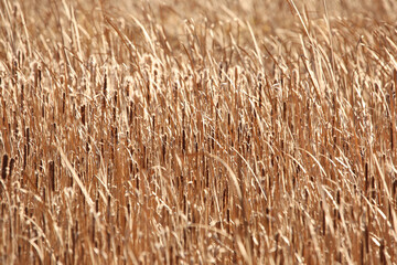cattails in the wind