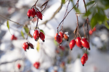 Berries of a red rosehip in winter on a tree in frosty weather are covered with ice