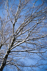 beautiful snow-covered trees in a winter sunny park