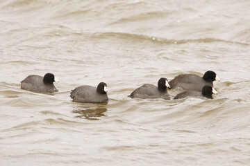 American Coot