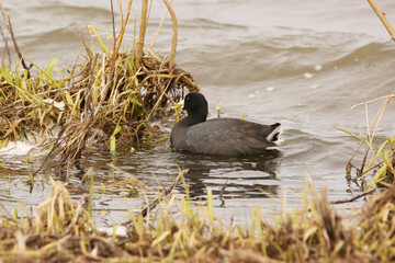 American Coot eating