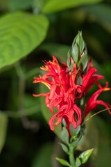 Close up of a cardinals guard (pachystachys coccinea) flower in bloom
