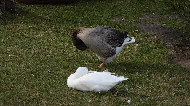 A serene scene of a sleeping white goose resting on the grass, while a nearby gander is meticulously preening its feathers