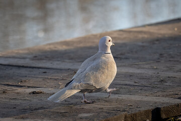 Eurasian collared dove walks on the wooden pier, not toward the camera lens on a sunny winter evening.