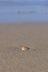Sea shell on the sand at the beach, closeup of photo