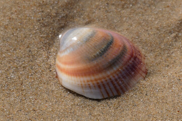 Sea shell on the sand at the beach, closeup of photo