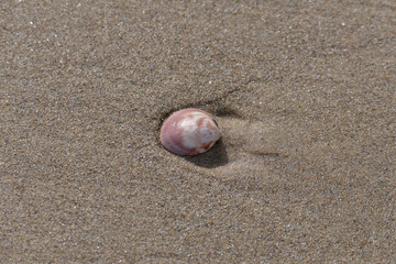 Sea shell on the sand at the beach, closeup of photo