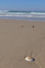 Sea shell on the sand at the beach, closeup of photo