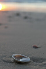 Sea shell on the sand at the beach, closeup of photo
