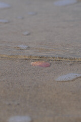 Sea shell on the sand at the beach, closeup of photo