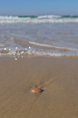 Sea shell on the sand at the beach, closeup of photo