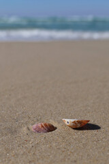 Seashells on the sand of the beach. Shells on the beach in the summer. Selective focus.