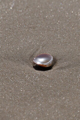 Sea shell on the sand at the beach, closeup of photo
