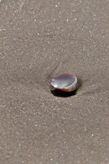 Sea shell on the sand at the beach, closeup of photo