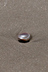 Sea shell on the sand at the beach, closeup of photo