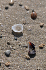 Seashells on the sand of the beach. Shells on the beach in the summer. Selective focus.