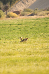 Pouncing Coyote