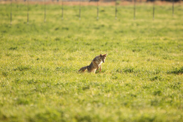 Coyote pouncing 