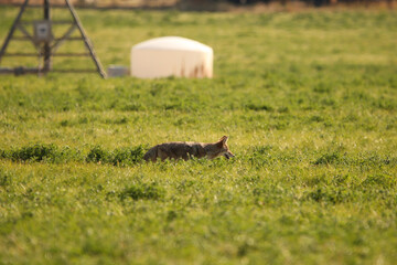 Coyote walking