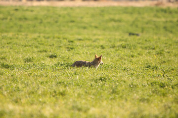 Coyote