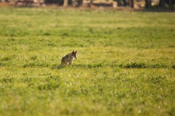 Coyote Pouncing 