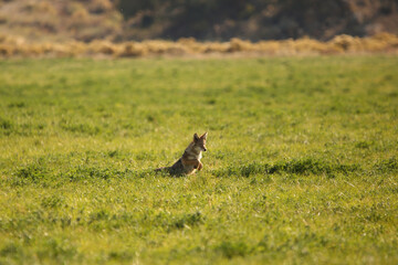 Coyote