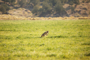 Coyote Pouncing 