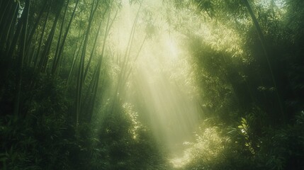 Obraz premium Serene bamboo forest with sunlight filtering through, tranquil and peaceful, lush greenery, soft light, natural atmosphere