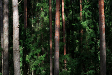 Sunlight in deep Forest with pine trunks and green fir branches
