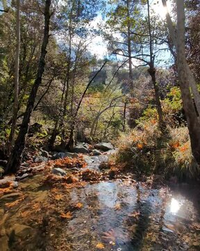 forest stream surrounded by autumn foliage