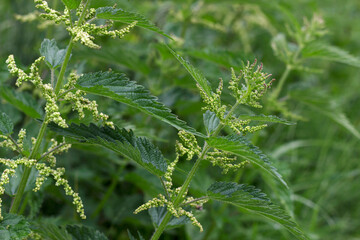 flowering nettle plants in summer with close up