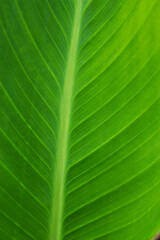 green tropical leaf texture with summer close up
