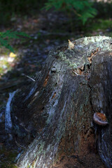 old tree stump with lichen in the wild forest in summer time
