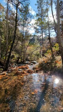 forest stream surrounded by autumn foliage