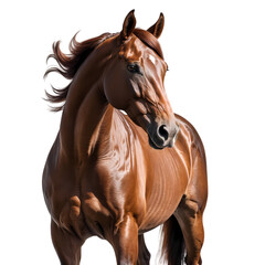 horse isolated on white background, beautiful horse on transparent background PNG 