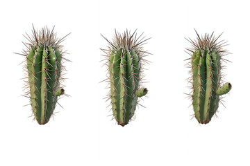 Naklejka premium Set of cacti, white background