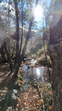 forest stream surrounded by autumn foliage